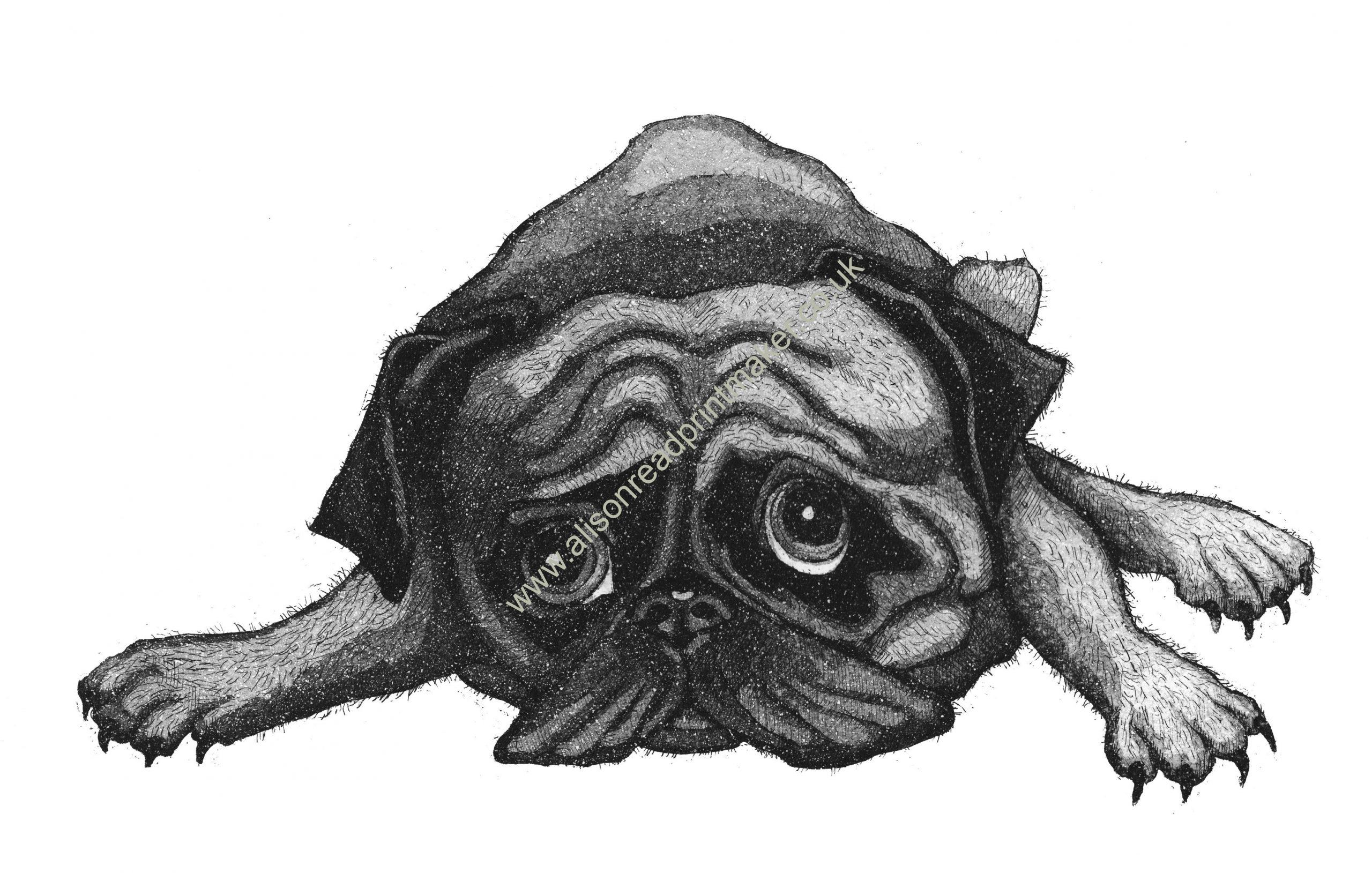 Pug Rug Alison Read Printmaker Pug Rug Alison Read Printmaker